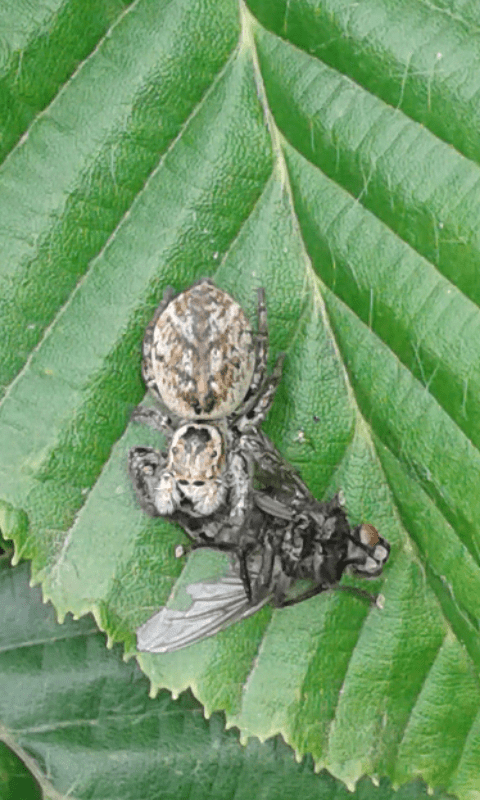 Salticidae : femmina di Carrhotus xanthogramma? No, Evarcha sp. - prov. PD
